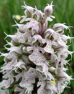 Neotinea conica (Orchidaceae)  - Néotinée conique, Orchis conique Aude [France] 23/04/2006 - 630m