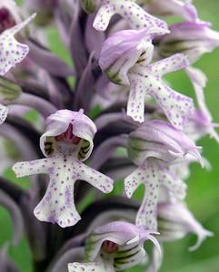 Neotinea conica (Orchidaceae)  - Néotinée conique, Orchis conique Aude [France] 23/04/2006 - 630m