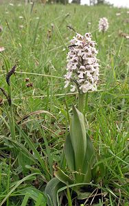 Neotinea conica (Orchidaceae)  - Néotinée conique, Orchis conique Aude [France] 23/04/2006 - 630m