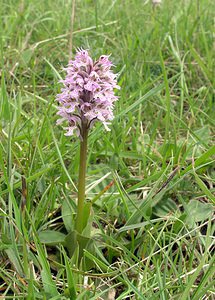 Neotinea conica (Orchidaceae)  - Néotinée conique, Orchis conique Aude [France] 23/04/2006 - 630m