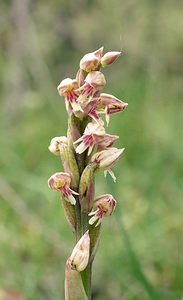 Neotinea maculata (Orchidaceae)  - Néotinée maculée, Orchis maculé - Dense-flowered Orchid Aude [France] 23/04/2006 - 480m