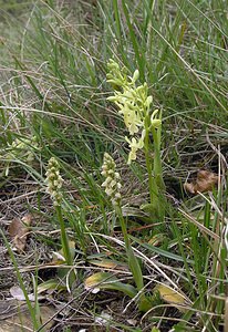 Neotinea maculata (Orchidaceae)  - Néotinée maculée, Orchis maculé - Dense-flowered Orchid Aude [France] 23/04/2006 - 640m