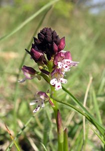 Neotinea ustulata (Orchidaceae)  - Néotinée brûlée, Orchis brûlé - Burnt Orchid Gard [France] 18/04/2006 - 120m