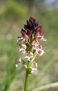 Neotinea ustulata (Orchidaceae)  - Néotinée brûlée, Orchis brûlé - Burnt Orchid Gard [France] 18/04/2006 - 120m