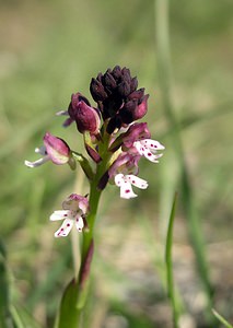 Neotinea ustulata (Orchidaceae)  - Néotinée brûlée, Orchis brûlé - Burnt Orchid Gard [France] 18/04/2006 - 120m