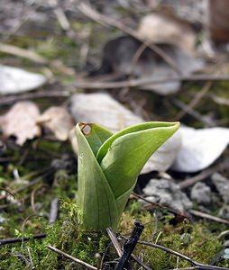 Neottia ovata (Orchidaceae)  - Néottie ovale, Grande Listère, Double-feuille, Listère à feuilles ovales, Listère ovale - Common Twayblade Marne [France] 08/04/2006 - 170m