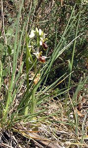 Ophrys arachnitiformis (Orchidaceae)  - Ophrys à forme d'araignée, Ophrys en forme d'araignée, Ophrys arachnitiforme, Ophrys brillant Gard [France] 18/04/2006 - 100m