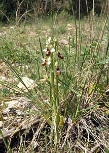 Ophrys arachnitiformis (Orchidaceae)  - Ophrys à forme d'araignée, Ophrys en forme d'araignée, Ophrys arachnitiforme, Ophrys brillant Gard [France] 18/04/2006 - 100m