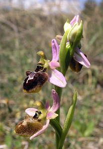 Ophrys arachnitiformis (Orchidaceae)  - Ophrys à forme d'araignée, Ophrys en forme d'araignée, Ophrys arachnitiforme, Ophrys brillant Gard [France] 18/04/2006 - 100m