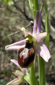 Ophrys arachnitiformis (Orchidaceae)  - Ophrys à forme d'araignée, Ophrys en forme d'araignée, Ophrys arachnitiforme, Ophrys brillant Gard [France] 18/04/2006 - 100m