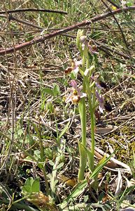 Ophrys arachnitiformis (Orchidaceae)  - Ophrys à forme d'araignée, Ophrys en forme d'araignée, Ophrys arachnitiforme, Ophrys brillant Gard [France] 18/04/2006 - 100m