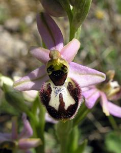 Ophrys arachnitiformis (Orchidaceae)  - Ophrys à forme d'araignée, Ophrys en forme d'araignée, Ophrys arachnitiforme, Ophrys brillant Gard [France] 18/04/2006 - 100m