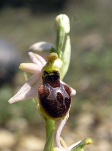 Ophrys arachnitiformis (Orchidaceae)  - Ophrys à forme d'araignée, Ophrys en forme d'araignée, Ophrys arachnitiforme, Ophrys brillant Gard [France] 18/04/2006 - 100m