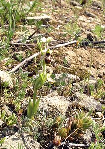 Ophrys arachnitiformis (Orchidaceae)  - Ophrys à forme d'araignée, Ophrys en forme d'araignée, Ophrys arachnitiforme, Ophrys brillant Gard [France] 18/04/2006 - 100m