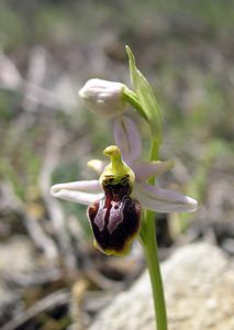 Ophrys arachnitiformis (Orchidaceae)  - Ophrys à forme d'araignée, Ophrys en forme d'araignée, Ophrys arachnitiforme, Ophrys brillant Gard [France] 18/04/2006 - 110m