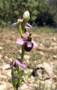 Ophrys arachnitiformis (Orchidaceae)  - Ophrys à forme d'araignée, Ophrys en forme d'araignée, Ophrys arachnitiforme, Ophrys brillant Gard [France] 18/04/2006 - 100m