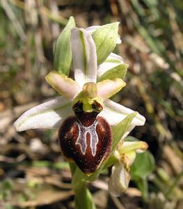 Ophrys arachnitiformis (Orchidaceae)  - Ophrys à forme d'araignée, Ophrys en forme d'araignée, Ophrys arachnitiforme, Ophrys brillant Gard [France] 18/04/2006 - 100m