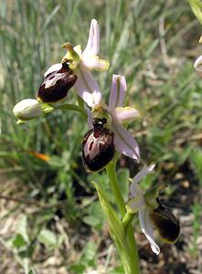 Ophrys arachnitiformis (Orchidaceae)  - Ophrys à forme d'araignée, Ophrys en forme d'araignée, Ophrys arachnitiforme, Ophrys brillant Gard [France] 18/04/2006 - 100m