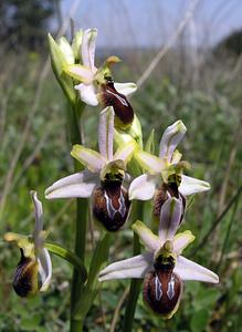 Ophrys arachnitiformis (Orchidaceae)  - Ophrys à forme d'araignée, Ophrys en forme d'araignée, Ophrys arachnitiforme, Ophrys brillant Gard [France] 18/04/2006 - 100m