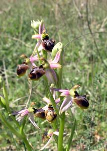 Ophrys arachnitiformis (Orchidaceae)  - Ophrys à forme d'araignée, Ophrys en forme d'araignée, Ophrys arachnitiforme, Ophrys brillant Gard [France] 18/04/2006 - 100m