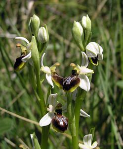 Ophrys arachnitiformis (Orchidaceae)  - Ophrys à forme d'araignée, Ophrys en forme d'araignée, Ophrys arachnitiforme, Ophrys brillant Gard [France] 18/04/2006 - 100m