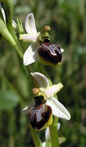 Ophrys arachnitiformis (Orchidaceae)  - Ophrys à forme d'araignée, Ophrys en forme d'araignée, Ophrys arachnitiforme, Ophrys brillant Gard [France] 18/04/2006 - 100m