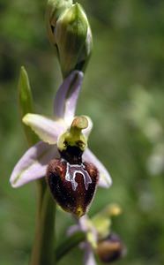 Ophrys arachnitiformis (Orchidaceae)  - Ophrys à forme d'araignée, Ophrys en forme d'araignée, Ophrys arachnitiforme, Ophrys brillant Gard [France] 18/04/2006 - 100m