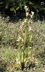 Ophrys arachnitiformis (Orchidaceae)  - Ophrys à forme d'araignée, Ophrys en forme d'araignée, Ophrys arachnitiforme, Ophrys brillant Gard [France] 18/04/2006 - 100m