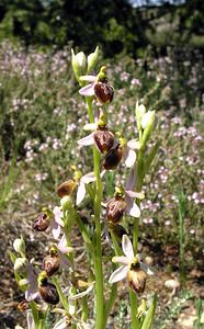 Ophrys arachnitiformis (Orchidaceae)  - Ophrys à forme d'araignée, Ophrys en forme d'araignée, Ophrys arachnitiforme, Ophrys brillant Gard [France] 18/04/2006 - 100m