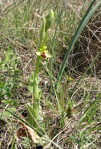 Ophrys araneola sensu auct. plur. (Orchidaceae)  - Ophrys litigieux Gard [France] 17/04/2006 - 460m