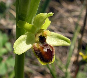 Ophrys araneola sensu auct. plur. (Orchidaceae)  - Ophrys litigieux Gard [France] 17/04/2006 - 460m