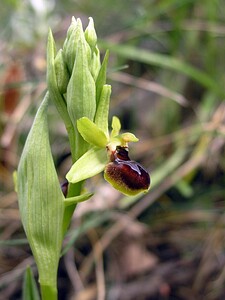 Ophrys araneola sensu auct. plur. (Orchidaceae)  - Ophrys litigieux Pyrenees-Orientales [France] 23/04/2006 - 250m