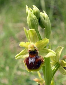 Ophrys araneola sensu auct. plur. (Orchidaceae)  - Ophrys litigieux Aude [France] 26/04/2006 - 600m