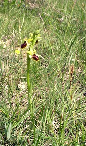 Ophrys araneola sensu auct. plur. (Orchidaceae)  - Ophrys litigieux Aude [France] 26/04/2006 - 600m