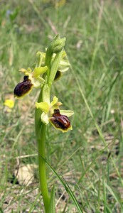 Ophrys araneola sensu auct. plur. (Orchidaceae)  - Ophrys litigieux Aude [France] 26/04/2006 - 600m