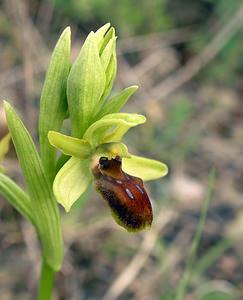 Ophrys aranifera (Orchidaceae)  - Ophrys araignée, Oiseau-coquet - Early Spider-orchid Pyrenees-Orientales [France] 23/04/2006 - 250m