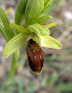 Ophrys aranifera (Orchidaceae)  - Ophrys araignée, Oiseau-coquet - Early Spider-orchid Pyrenees-Orientales [France] 23/04/2006 - 250m