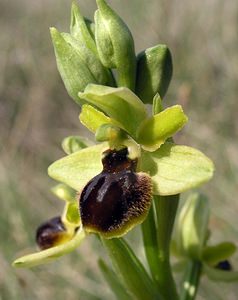 Ophrys aranifera (Orchidaceae)  - Ophrys araignée, Oiseau-coquet - Early Spider-orchid Aude [France] 25/04/2006 - 150m