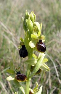 Ophrys aranifera (Orchidaceae)  - Ophrys araignée, Oiseau-coquet - Early Spider-orchid Aude [France] 25/04/2006 - 150m