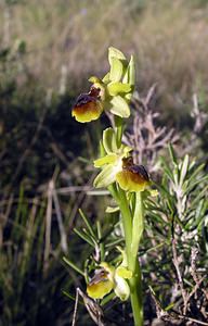 Ophrys aranifera (Orchidaceae)  - Ophrys araignée, Oiseau-coquet - Early Spider-orchid Herault [France] 18/04/2006 - 130m