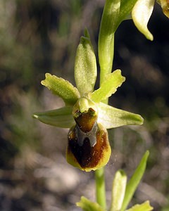 Ophrys aranifera (Orchidaceae)  - Ophrys araignée, Oiseau-coquet - Early Spider-orchid Herault [France] 18/04/2006 - 130m