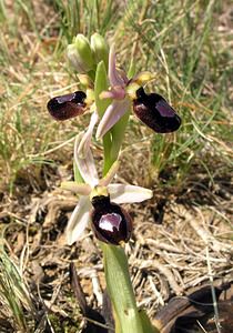 Ophrys catalaunica Ophrys de Catalogne