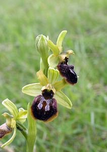 Ophrys exaltata (Orchidaceae)  - Ophrys exalté Aude [France] 23/04/2006 - 640m