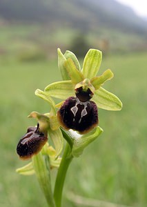 Ophrys exaltata (Orchidaceae)  - Ophrys exalté Aude [France] 23/04/2006 - 640m