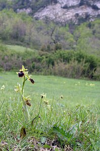 Ophrys exaltata (Orchidaceae)  - Ophrys exalté Aude [France] 23/04/2006 - 500m