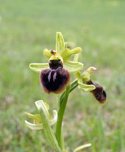 Ophrys exaltata (Orchidaceae)  - Ophrys exalté Aude [France] 23/04/2006 - 510m