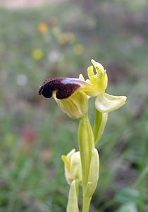 Ophrys fusca (Orchidaceae)  - Ophrys brun Aude [France] 23/04/2006 - 480m