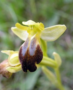 Ophrys fusca (Orchidaceae)  - Ophrys brun Aude [France] 23/04/2006 - 480m