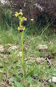 Ophrys fusca (Orchidaceae)  - Ophrys brun Aude [France] 23/04/2006 - 480m