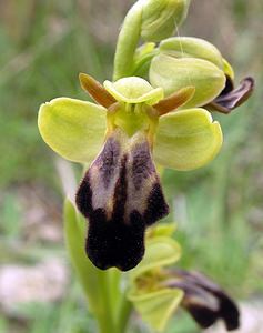 Ophrys fusca (Orchidaceae)  - Ophrys brun Aude [France] 23/04/2006 - 480m